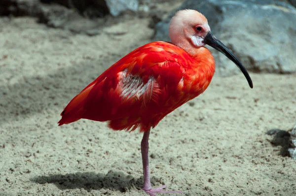 Red bird on one leg — Stock Photo, Image