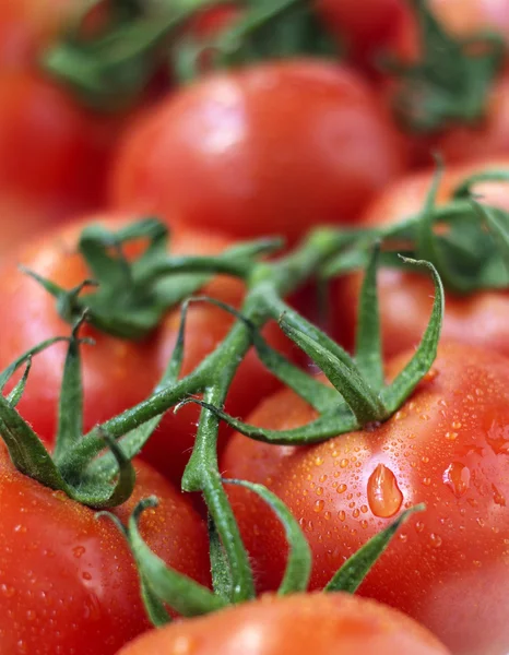 Perto de um ramo de tomates vermelhos — Fotografia de Stock
