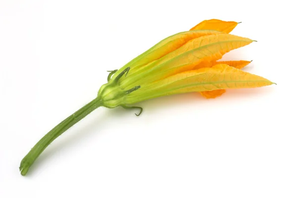 Fiore di courgette — Foto Stock
