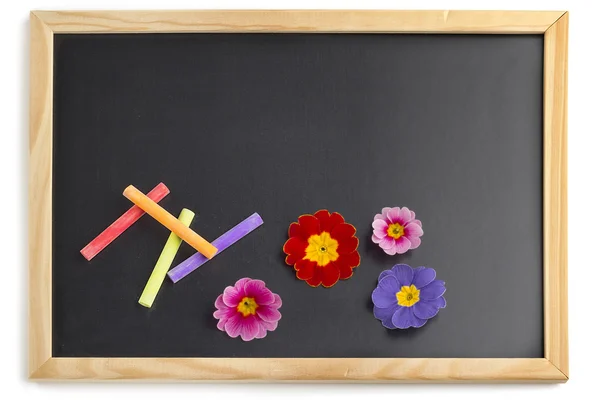 Krijtbord met kleurrijke krijtjes en primrose bloemen — Stockfoto