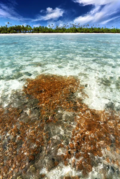 Arrecife de coral tropical en una hermosa laguna — Foto de Stock