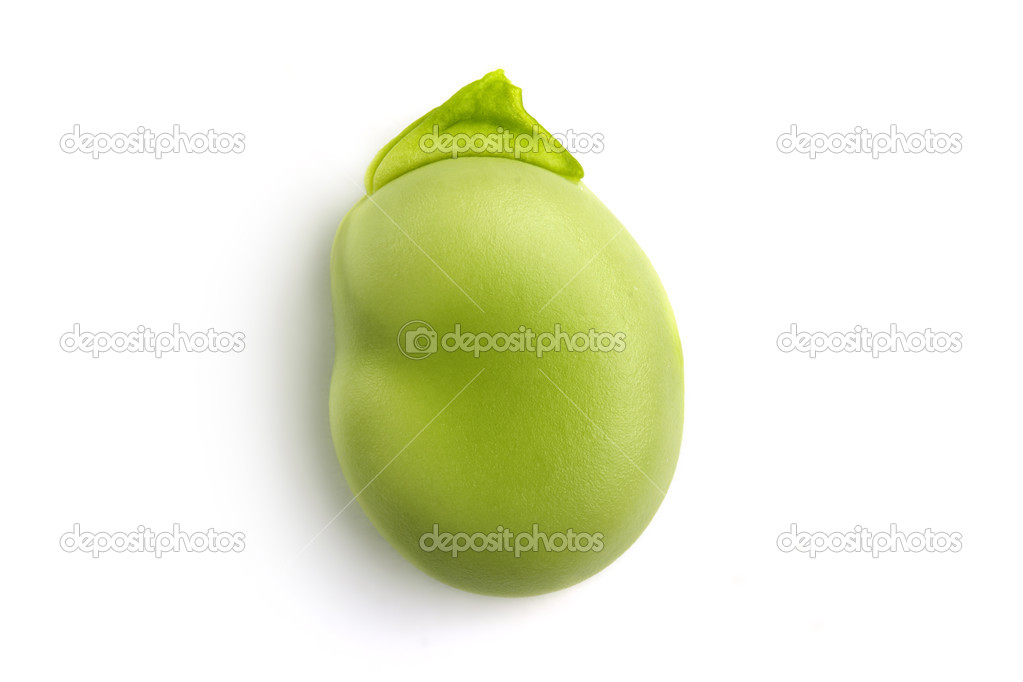 Macro of a single green broad bean