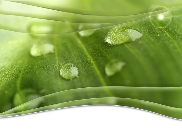 Foliage poster with droplets of dew and graphic lines — Stock Photo, Image