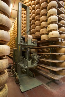 parmesan peyniri olgunlaşan bir depo içinde robot