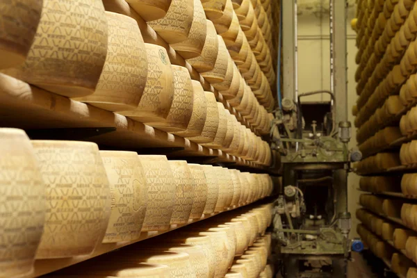 Ruote di formaggio sugli scaffali di un magazzino di stagionatura — Foto Stock