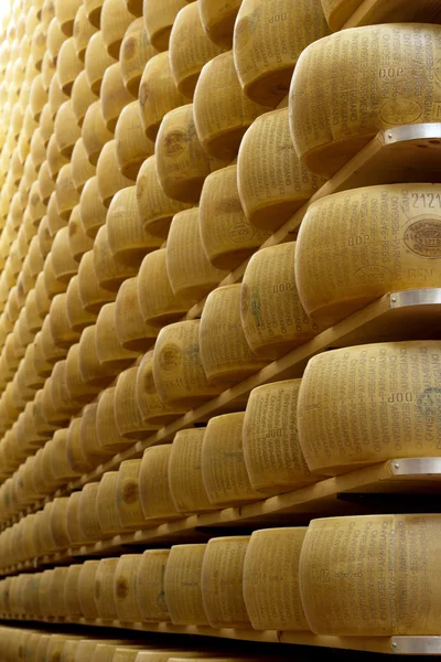 Wheels of cheese on the racks of a maturing storehouse — Stock Photo, Image
