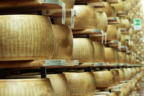 Rodas de queijo nas prateleiras de um armazém em maturação — Fotografia de Stock