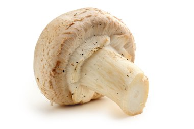 champignon mantarı