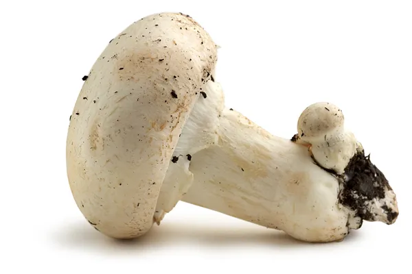 Cogumelo de champignon fresco — Fotografia de Stock