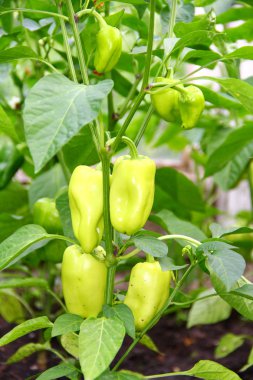 tatlı biber büyüyen