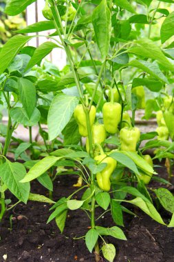 tatlı biber büyüyen