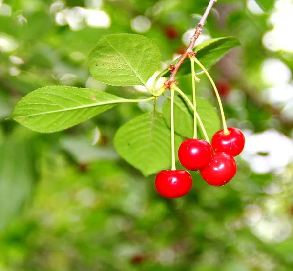 Cereza — Foto de Stock