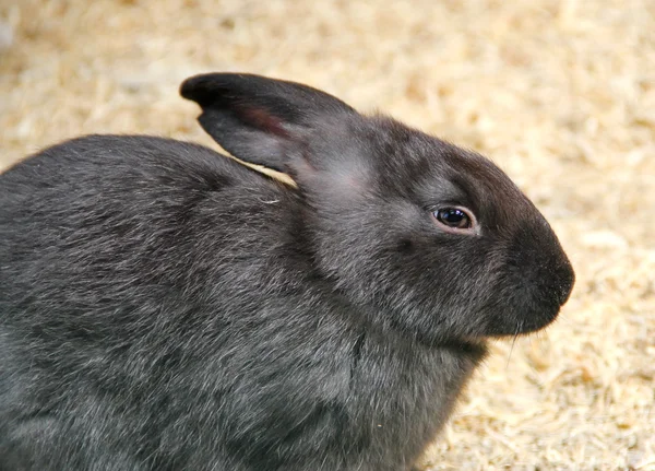 Schwarzes Kaninchen — Stockfoto