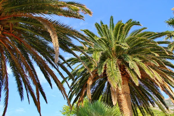 Palmera — Foto de Stock