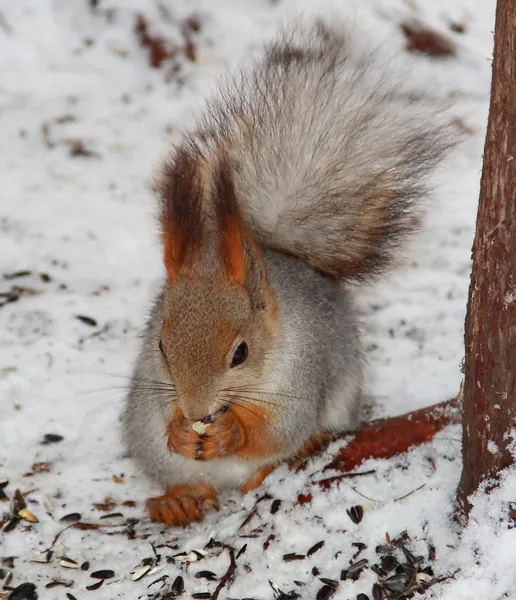 Eichhörnchen sitzt auf dem Schnee und isst etwas Futter — Stockfoto