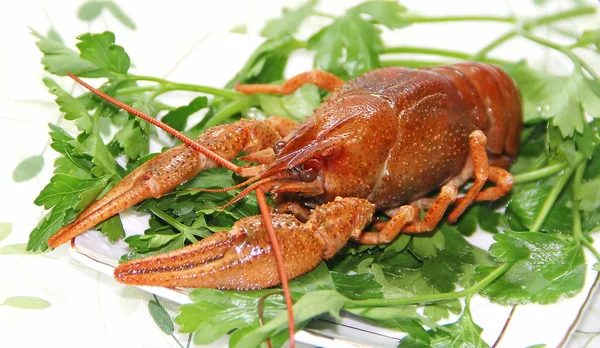 Crayfish on the green leaves Royalty Free Stock Images