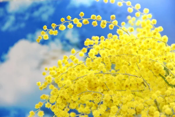 Fiori di Mimosa — Foto Stock