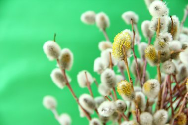 willow çiçeği bahar dalları