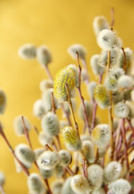 willow çiçeği bahar dalları