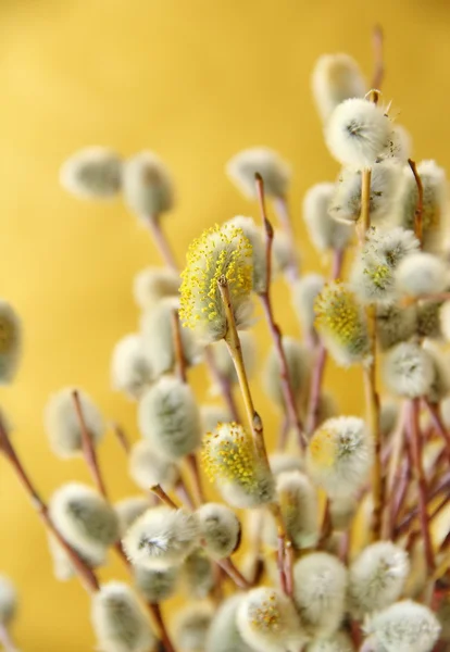 Branches of a willow blossom in the spring Stock Photo