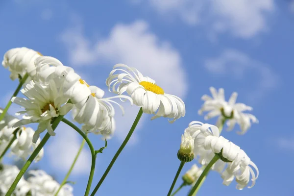 Daisy — Stock Photo, Image