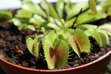 bir tencerede sinekkapan bitkisi