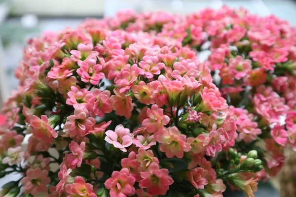 Saksıda usulca pembe Kalanchoe