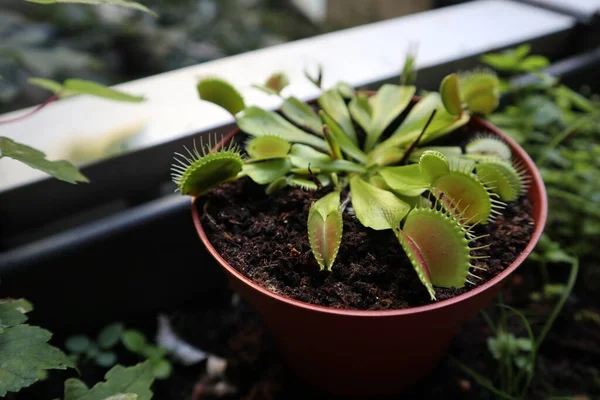 bir tencerede sinekkapan bitkisi