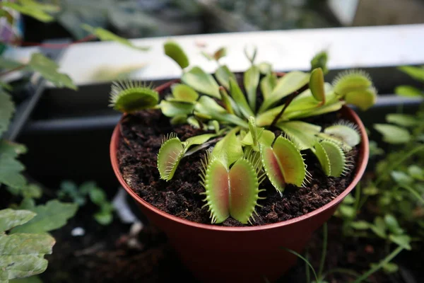 bir tencerede sinekkapan bitkisi