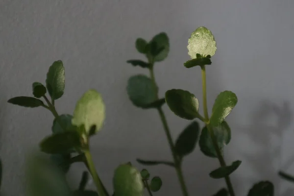 Ev bitkisi güneş ışığında saksıda