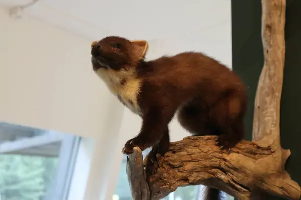 Bir orman hayvanının ağızlığı.