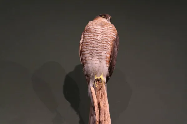 Yırtıcı kuşun içi