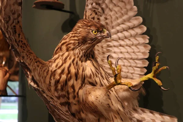 Yırtıcı kuş uçuyor