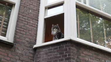 Bir şehir evinin penceresinden bakan bir kedi.