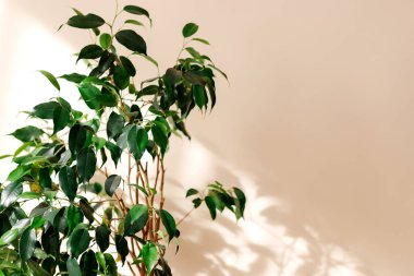 İç mekan bitkileri. Bej arkaplanda Ficus
