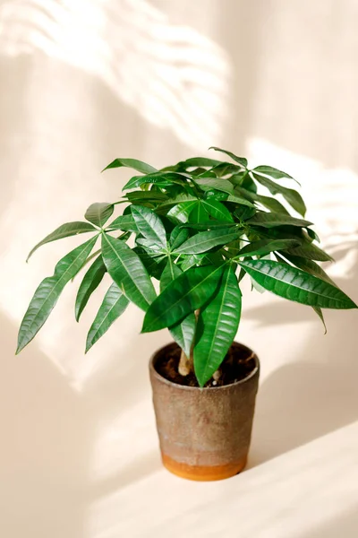 Växt Money Tree Pachira Aquatica Gröna Pachira Aquatica Blad Beige — Stockfoto