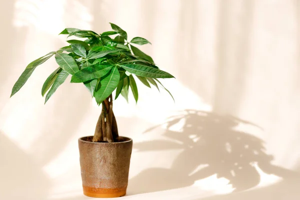 Växt Money Tree Pachira Aquatica Gröna Pachira Aquatica Blad Beige — Stockfoto