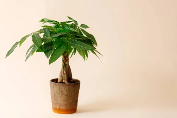 Eine Geldbaum Pflanze Pachira Aquatica Grüne Pachira Aquatica Blätter Auf — Stockfoto