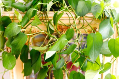 Pothos dorati o Epipremnum aureum, en iyi ev bitkisi.