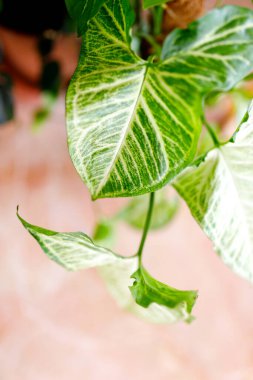 Tropik 'Sengonyum Podophyllum Arrow' bitki örtüsü