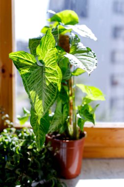 Tropik 'Sengonyum Podophyllum Arrow' bitki örtüsü