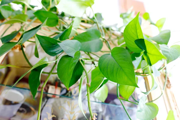 Pothos Dorati Epipremnum Aureum Migliore Pianta Appartamento — Foto Stock