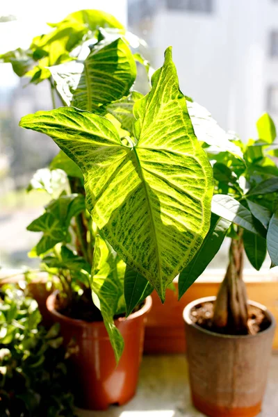 Tropik 'Sengonyum Podophyllum Arrow' bitki örtüsü