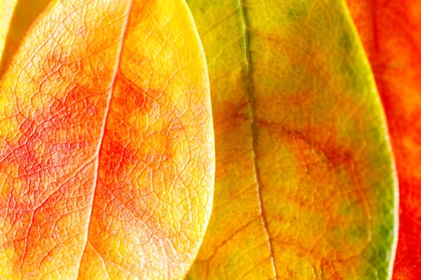 Fond Texture Orange Feuille Structure Macro Photographie — Photo