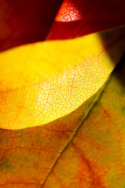 오렌지 나뭇잎 매크로 — 스톡 사진
