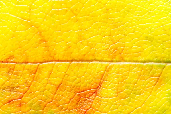 Background Texture Orange Leaf Structure Macro Photography — Stock Photo, Image