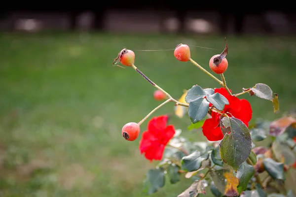 Fleur d'églantier en fleurs, belle fleur rouge sur une branche de buisson — Photo