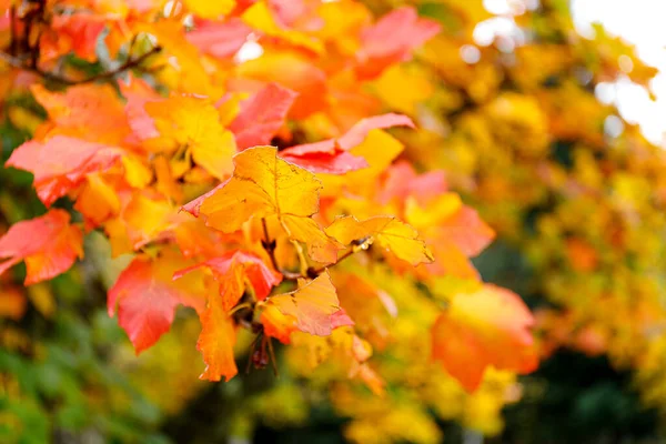 Fond de forêt d'automne. Arbre de couleur vibrante, feuillage rouge-orange dans le parc d'automne. — Photo