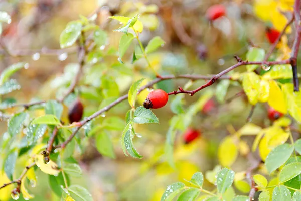 Gros plan sur les baies de rose canine. Des fruits de rose pour chien, Rosa canina. églantiers sauvages dans la nature. — Photo