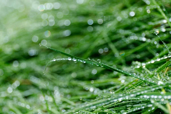 Sfocare da vicino erba fresca di spessore con gocce d'acqua sullo sfondo del mattino. — Foto Stock